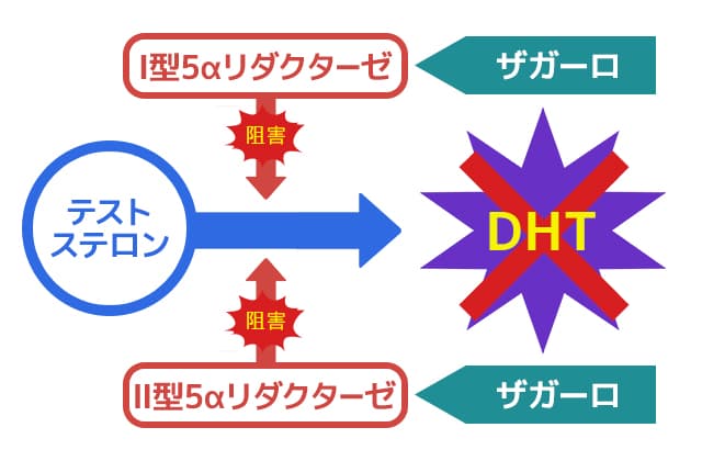 デュタステリドはⅠ型・Ⅱ型の5αリダクターゼを阻害してDHTの生成を抑制