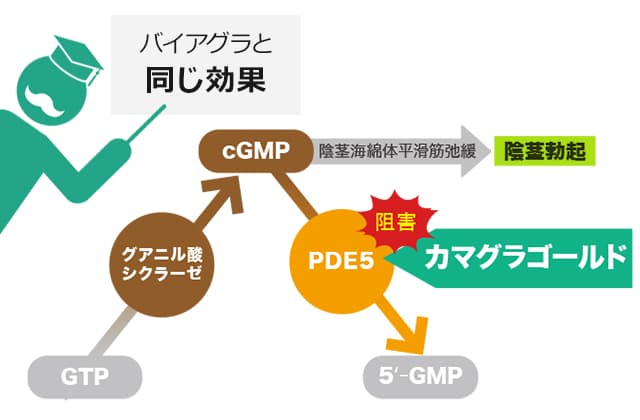 カマグラゴールドはバイアグラと同じ効果