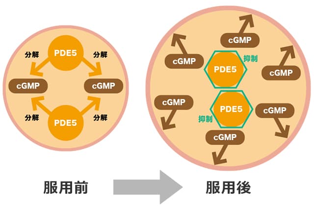 バリフの効果でPDE-5を阻害